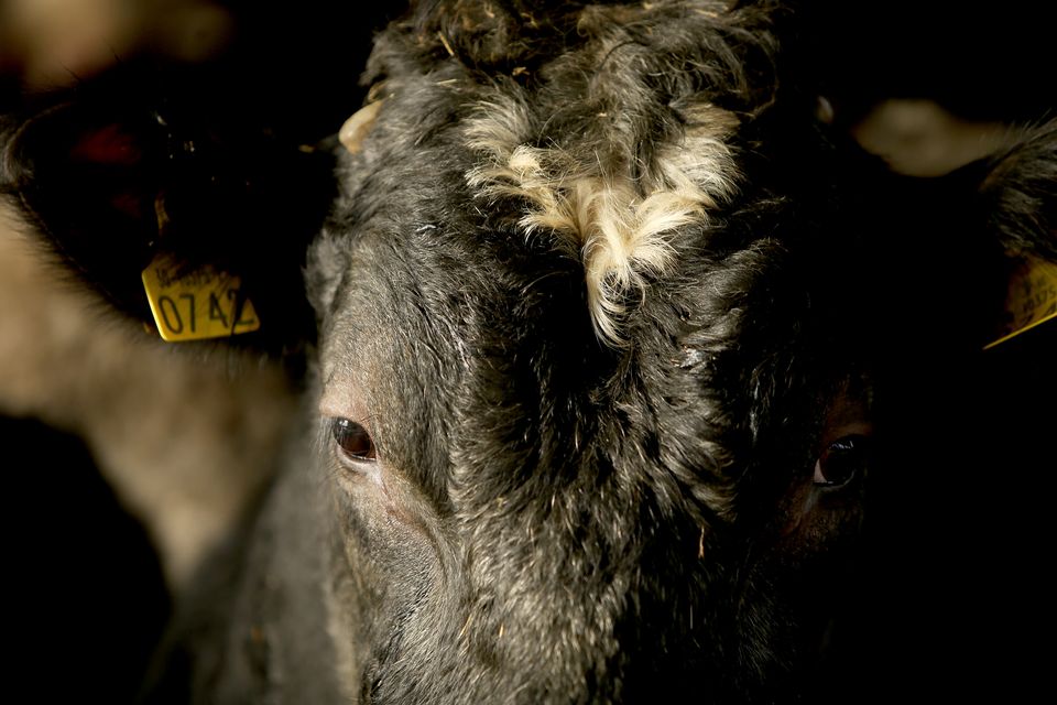The Republic of Ireland remains bluetongue-free. Photo: Gerry Mooney